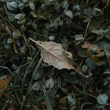 Psalm 5: Psalm of Grief